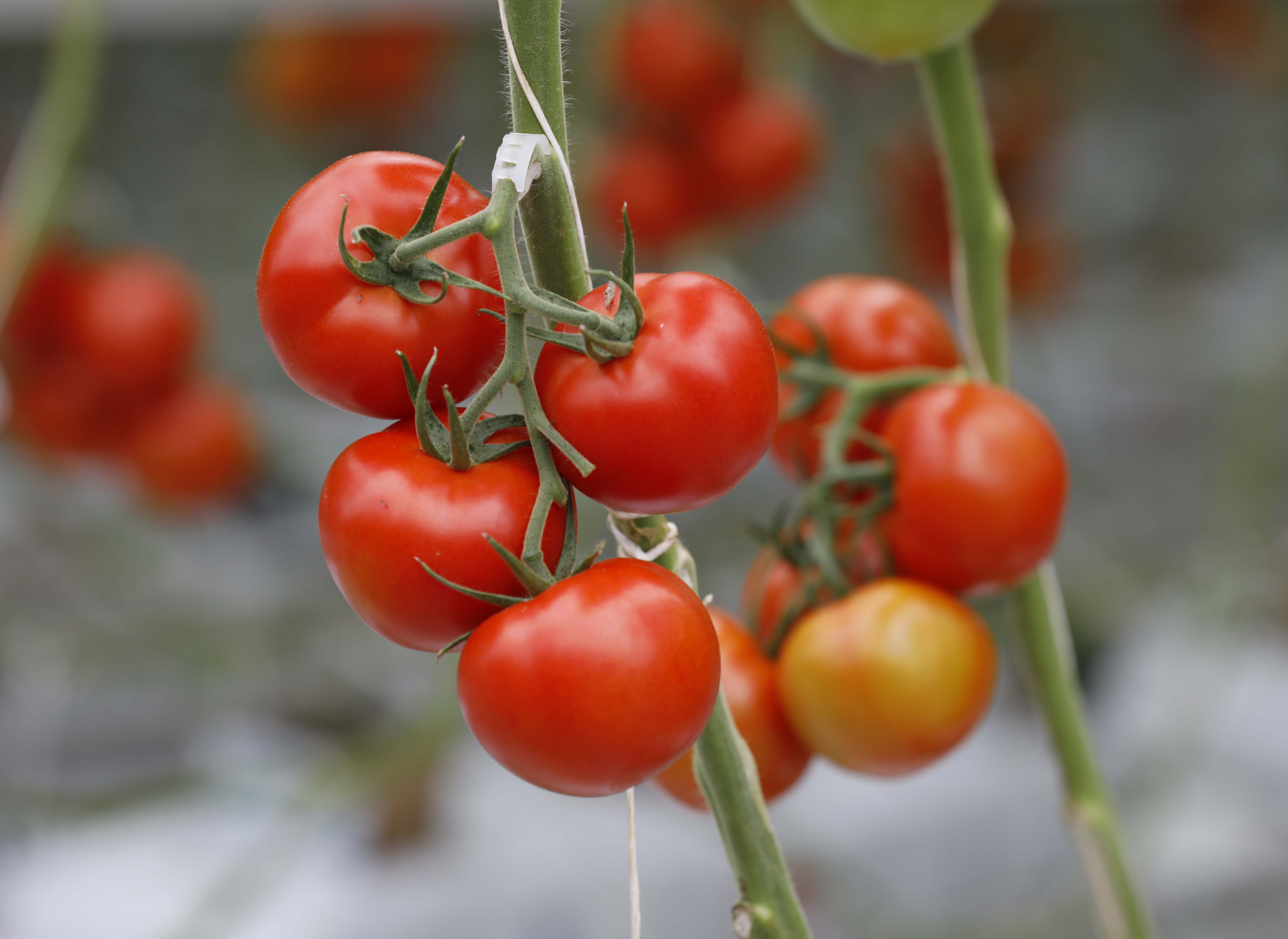 温室トマト