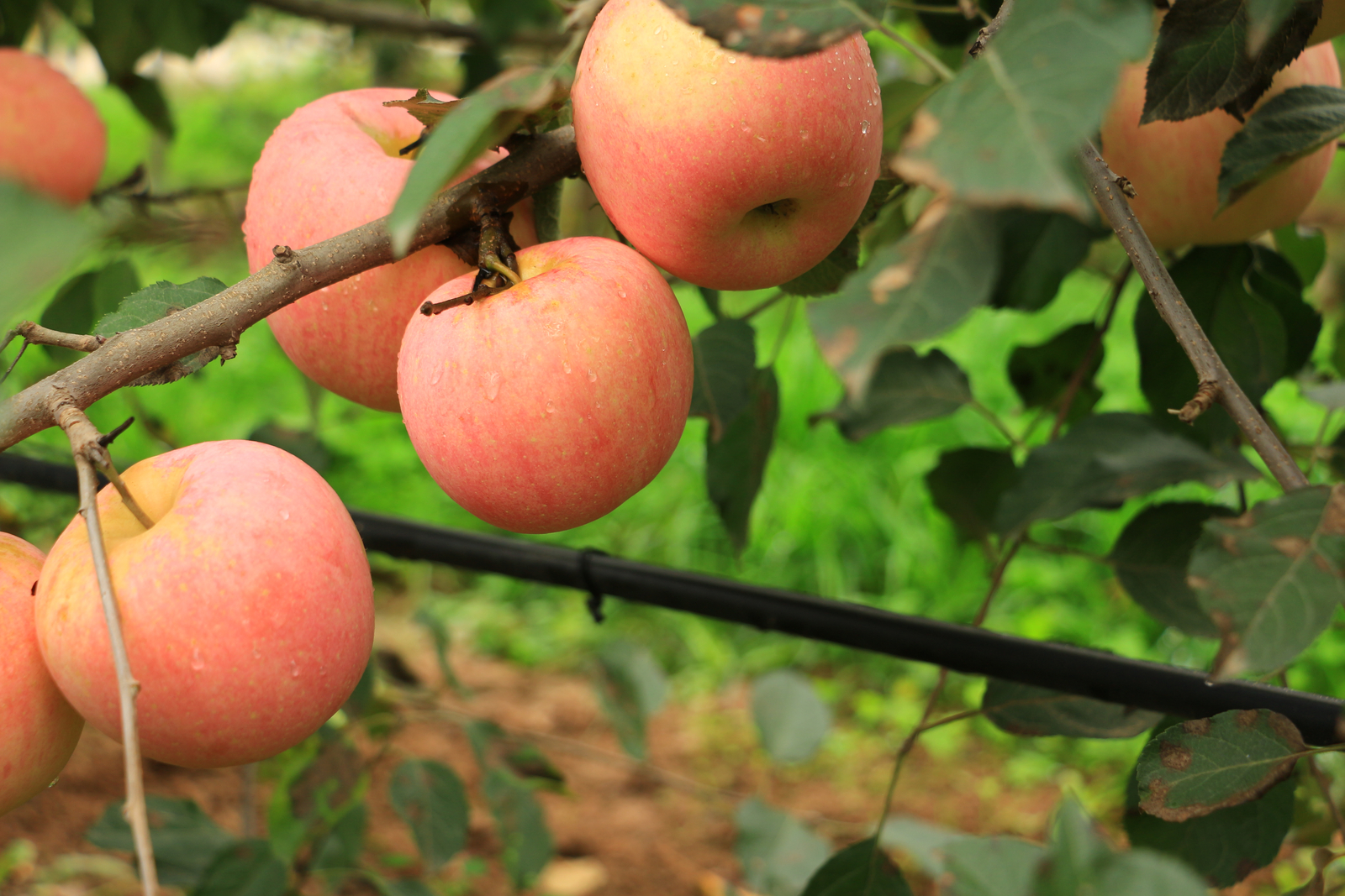 リンゴ栽培で点滴灌水を選択する理由