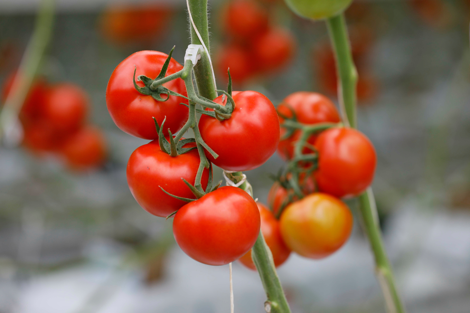 温室トマト