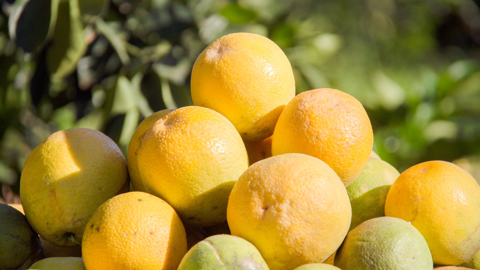 柑橘類の生産に精密灌水を利用する理由