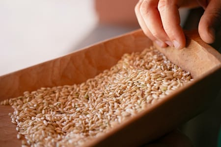 米栽培と点滴潅水 – 米栽培における点滴潅水導入が、いよいよ商用段階へ