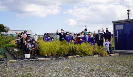 東北支援として潅水システムを提供した宮城県にある陸稲畑にて初の収穫に参加