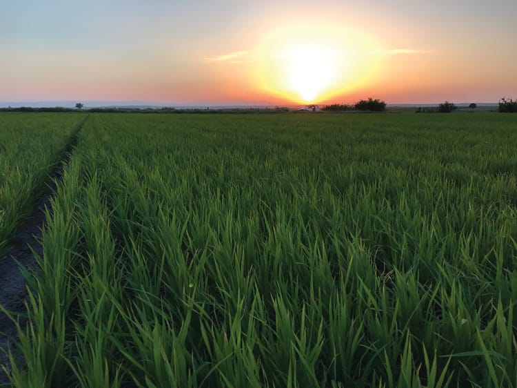 Rice field in Turkey- Streamline Plus 02