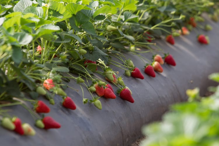 Strawberry - Nicofruit 55