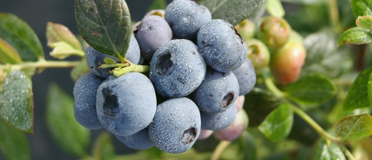 精密灌水施肥で、いつでも高品質な作物を。