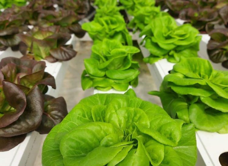 greenhouse irrigation system