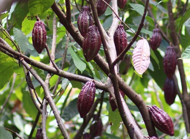 熱帯気候での施肥灌水