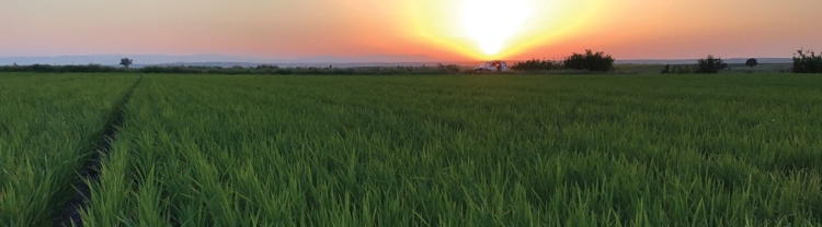 Banner 持続可能な米生産を目指し「サステナブル・ライス・プラットフォーム」に加入
