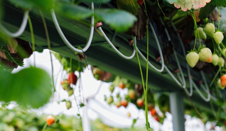養液栽培のすべて = All about Hydroponics : 植物工場… 養液栽培のすべて = All about Hydroponics : 植物工場…