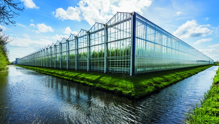 Gakon Netafim社の温室トマト栽培施設（オランダ／ユトレヒト）